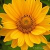 zain_rzwn